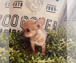 Small Photo #3 Chihuahua Puppy For Sale in WEBSTER, FL, USA