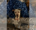 Small #5 American Staffordshire Terrier