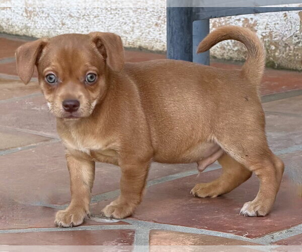 Medium Photo #4 Mutt Puppy For Sale in Lake Elsinore, CA, USA