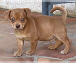 Small #3 Mutt