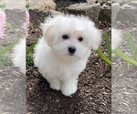 Small #1 Coton de Tulear