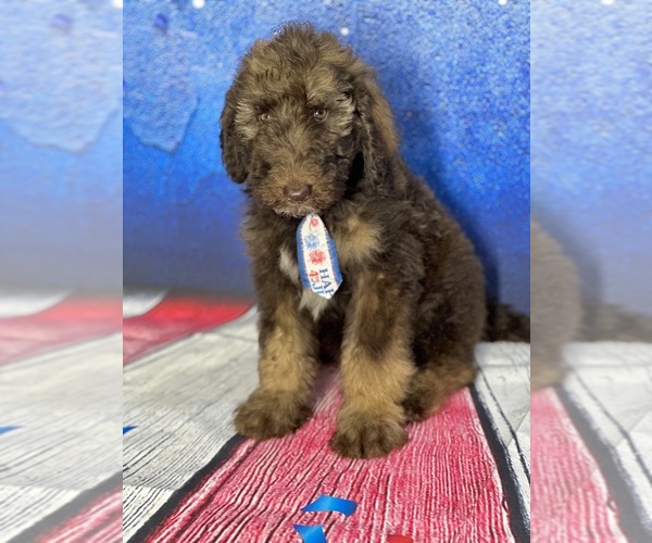 Medium Photo #4 Labradoodle Puppy For Sale in KISSIMMEE, FL, USA