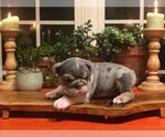 Small Photo #2 English Bulldog Puppy For Sale in CLOVER, SC, USA