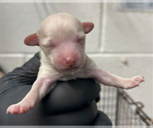 Maltipoo (Miniature) Dogs for adoption in San Bernardino, CA, USA