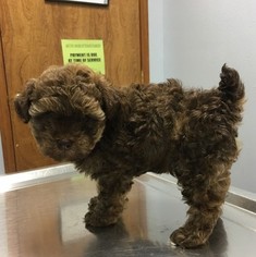 Poodle (Toy) Puppy for sale in STARK CITY, MO, USA