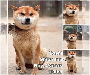 Shiba Inu Dogs for adoption in Seattle, WA, USA