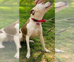 Small #14 Mutt