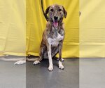 Small #2 Catahoula Leopard Dog-Great Pyrenees Mix