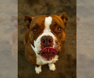 Mother of the American Pit Bull Terrier puppies born on 02/10/2024