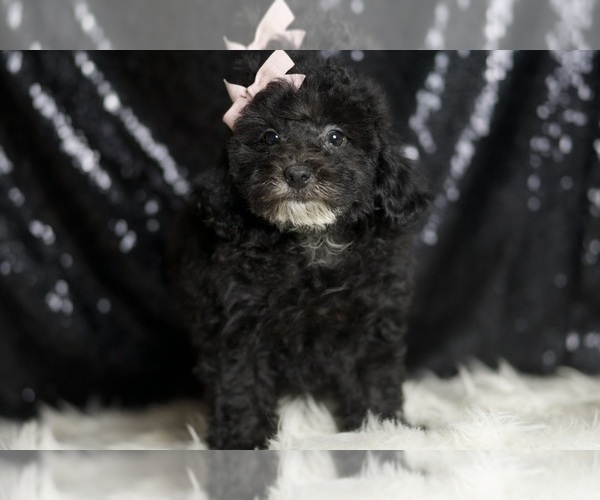 Medium Photo #2 Poodle (Toy) Puppy For Sale in WARSAW, IN, USA