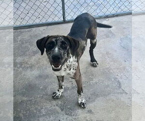 Catahoula Leopard Dog-Unknown Mix Dogs for adoption in Rockaway, NJ, USA