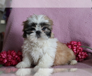 Shih Tzu Puppy for sale in SHILOH, OH, USA