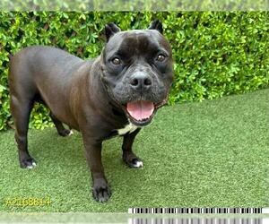 Bulldog-Unknown Mix Dogs for adoption in West Palm Beach, FL, USA