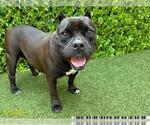 Small Bulldog Mix