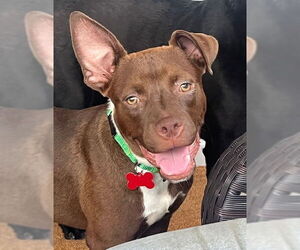 Mutt Dogs for adoption in Mount Laurel, NJ, USA