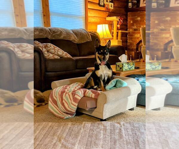 Medium Photo #7 Mutt Puppy For Sale in Paso Robles, CA, USA