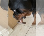 Small Photo #7 Rottweiler Puppy For Sale in PONTE VEDRA, FL, USA