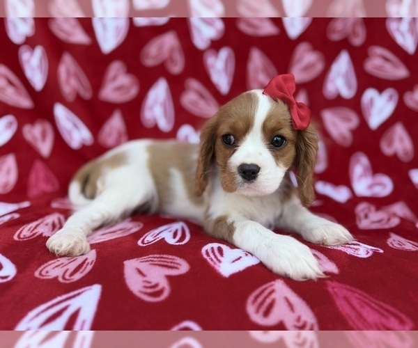 Medium Photo #3 Cavalier King Charles Spaniel Puppy For Sale in LAKELAND, FL, USA