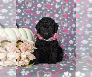 Cock-A-Poo Puppy for sale in ELKTON, MD, USA