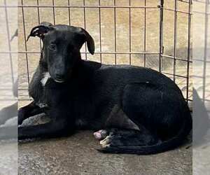 Labrador Retriever-Unknown Mix Dogs for adoption in Calgary, Alberta, Canada