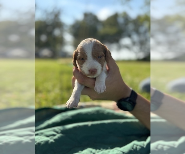 Medium Photo #26 Brittany Puppy For Sale in FISHER, IL, USA