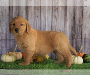 Golden Retriever Puppy for sale in FREDERICKSBG, OH, USA
