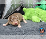 Small Photo #34 Miniature Australian Shepherd Puppy For Sale in GRANBURY, TX, USA