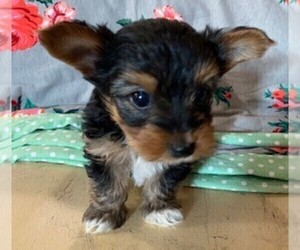 Yorkshire Terrier Puppy for sale in JOHNSTON CITY, IL, USA