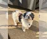 Small #3 Shih Tzu