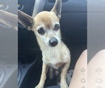 Small Chihuahua