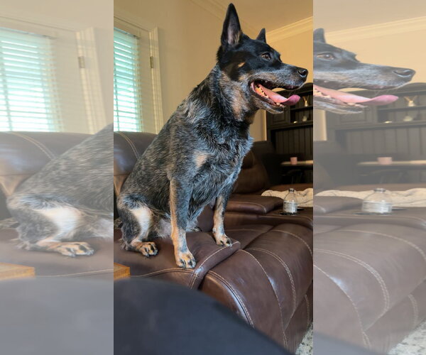 Medium Photo #2 Mutt Puppy For Sale in Holly Springs, NC, USA