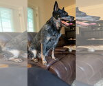 Small #1 Mutt