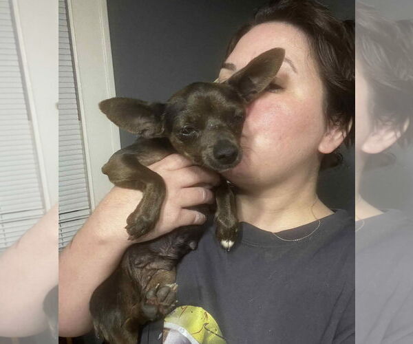 Medium Photo #3 Chihuahua-Unknown Mix Puppy For Sale in Grafton, WI, USA