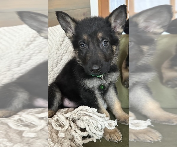 Medium Photo #4 German Shepherd Dog Puppy For Sale in PERKINSVILLE, VT, USA
