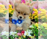 Image preview for Ad Listing. Nickname: Pomeranian