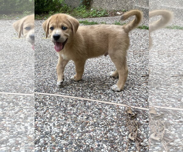 Medium Photo #2 Labrador Retriever-Unknown Mix Puppy For Sale in The Woodlands, TX, USA