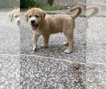 Small #1 Labrador Retriever Mix