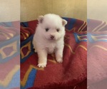 Small Photo #4 Pomeranian Puppy For Sale in OMAHA, NE, USA