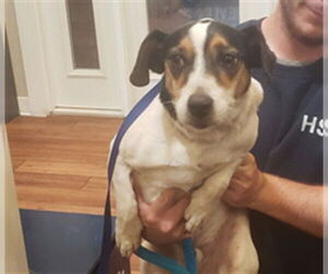 Mutt Dogs for adoption in Ojai, CA, USA