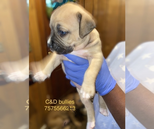 Medium Photo #1 American Bully Mikelands  Puppy For Sale in FRANKLIN, VA, USA