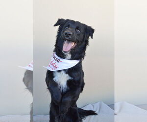 Border Collie-Unknown Mix Dogs for adoption in McKinney, TX, USA