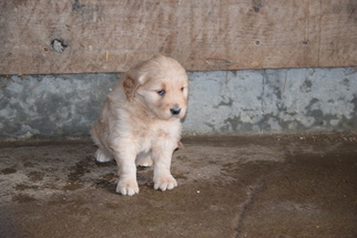 Golden Retriever Puppy for sale in FREDERICKSBURG, OH, USA