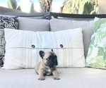 Small Photo #6 French Bulldog Puppy For Sale in COSTA MESA, CA, USA