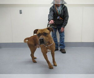 Mutt Dogs for adoption in Louisville, KY, USA