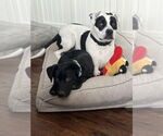 Small #9 American Pit Bull Terrier-Labrador Retriever Mix