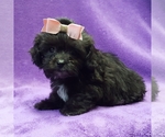 Small Photo #16 ShihPoo Puppy For Sale in BUFFALO, MO, USA