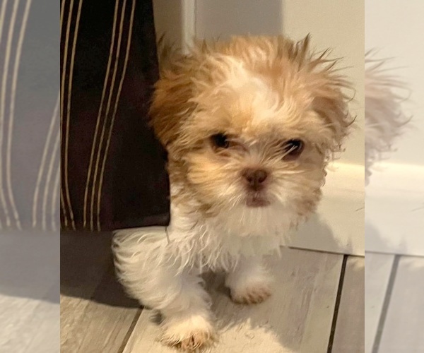 Medium Photo #3 Shih Tzu Puppy For Sale in WESTPORT, MA, USA