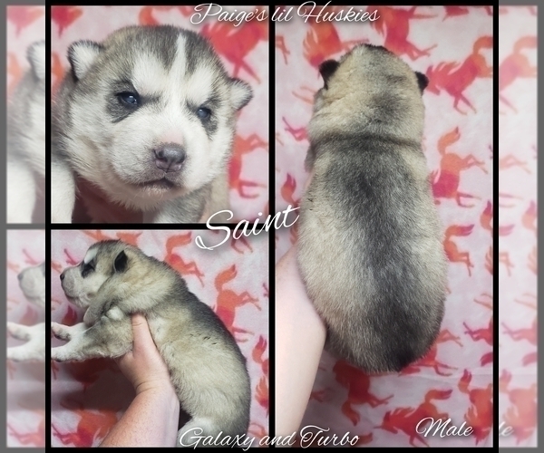 Full screen Photo #3 Siberian Husky Puppy For Sale in BLOOMFIELD, IN, USA