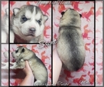 Small Photo #3 Siberian Husky Puppy For Sale in BLOOMFIELD, IN, USA