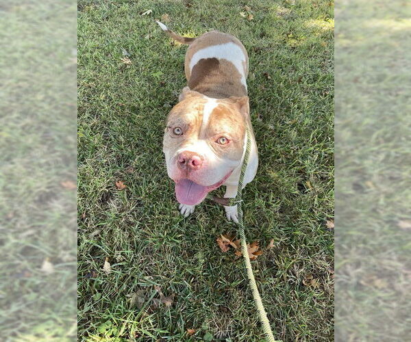 Medium Photo #1 American Bulldog-Staffordshire Bull Terrier Mix Puppy For Sale in Lee's Summit, MO, USA